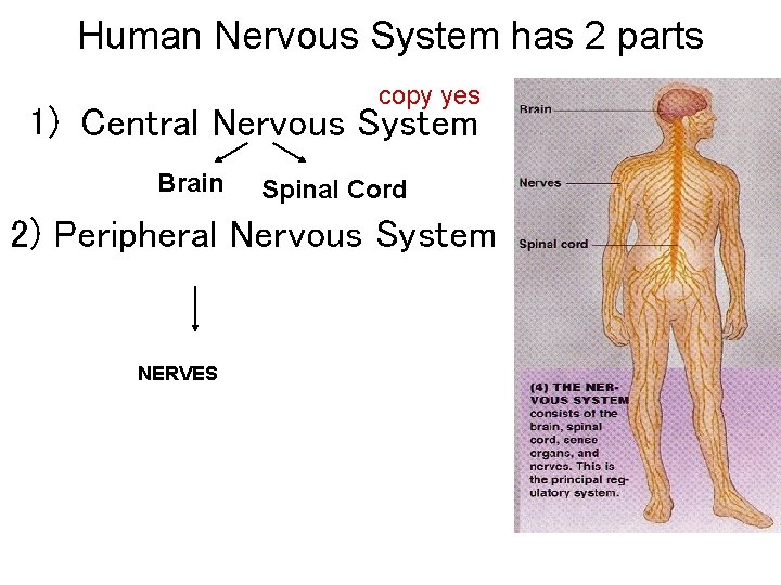 Human Nervous System has 2 parts copy yes 1) Central Nervous System Brain Spinal