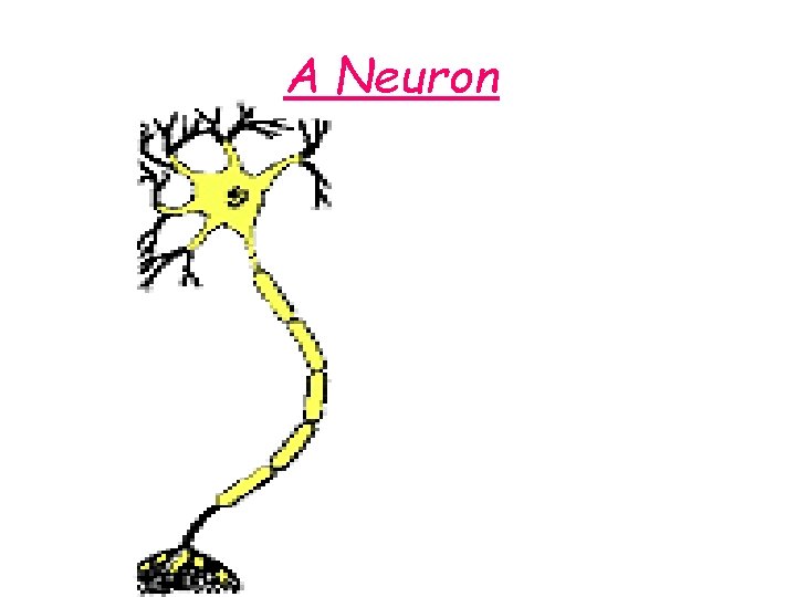 A Neuron 