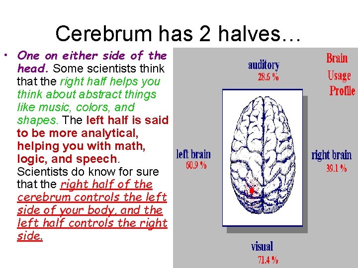 Cerebrum has 2 halves… • One on either side of the head. Some scientists