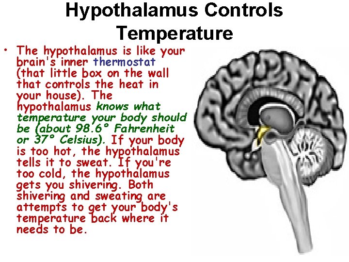 Hypothalamus Controls Temperature • The hypothalamus is like your brain's inner thermostat (that little Hypothalamus Controls Temperature • The hypothalamus is like your brain's inner thermostat (that little