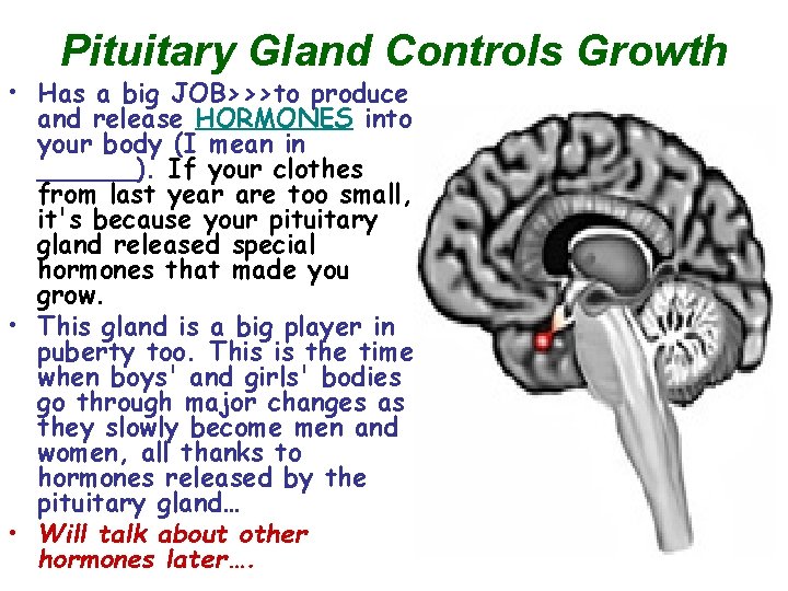 Pituitary Gland Controls Growth • Has a big JOB>>>to produce and release HORMONES into Pituitary Gland Controls Growth • Has a big JOB>>>to produce and release HORMONES into