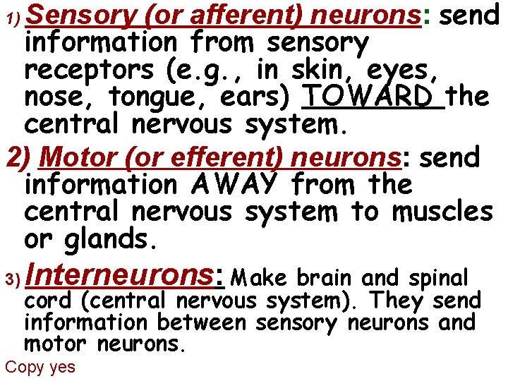 Sensory (or afferent) neurons: send information from sensory receptors (e. g. , in skin, Sensory (or afferent) neurons: send information from sensory receptors (e. g. , in skin,