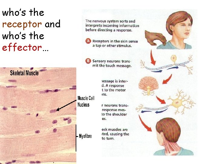 who’s the receptor and who’s the effector… who’s the receptor and who’s the effector…
