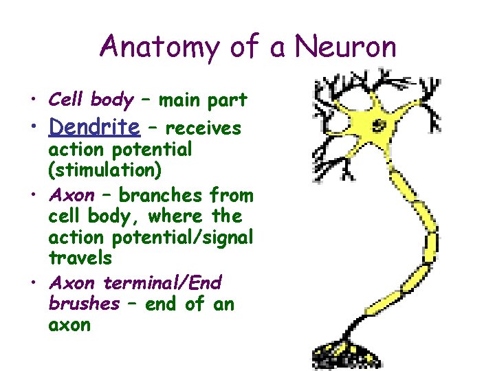 Anatomy of a Neuron • Cell body – main part • Dendrite – receives