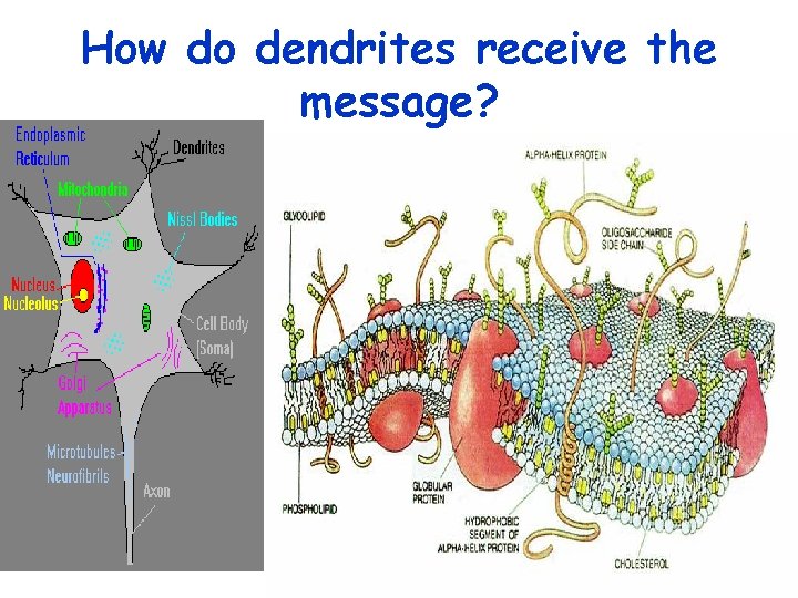 How do dendrites receive the message? 