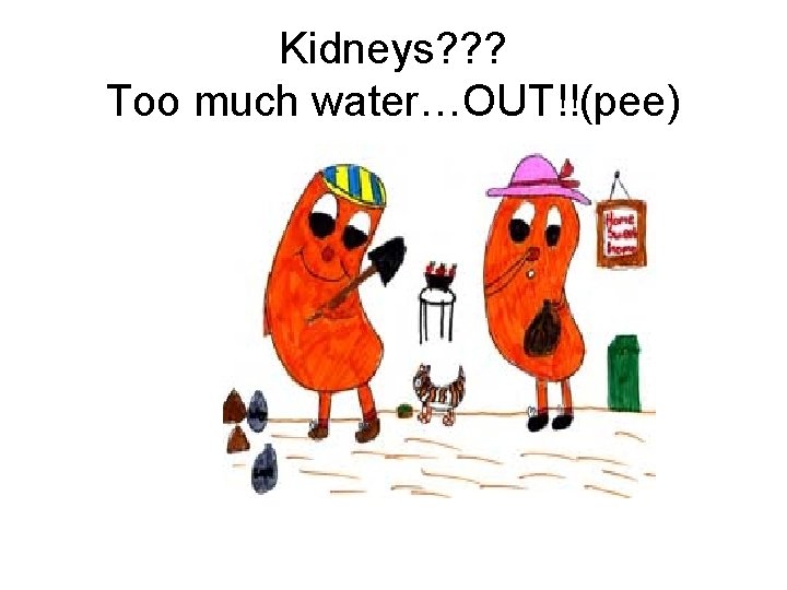 Kidneys? ? ? Too much water…OUT!!(pee) 