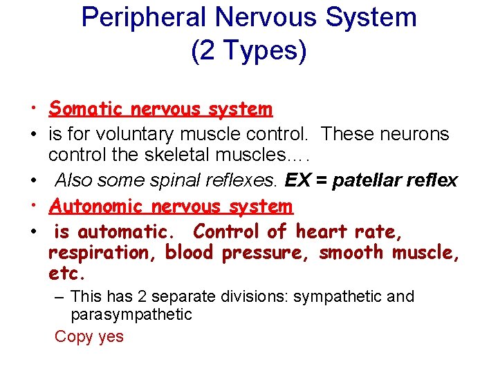 Peripheral Nervous System (2 Types) • Somatic nervous system • is for voluntary muscle Peripheral Nervous System (2 Types) • Somatic nervous system • is for voluntary muscle