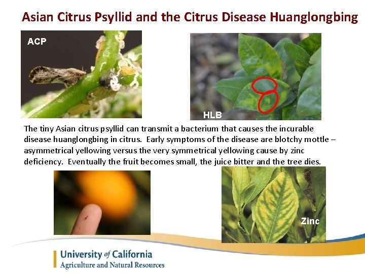 Asian Citrus Psyllid and the Citrus Disease Huanglongbing ACP HLB The tiny Asian citrus