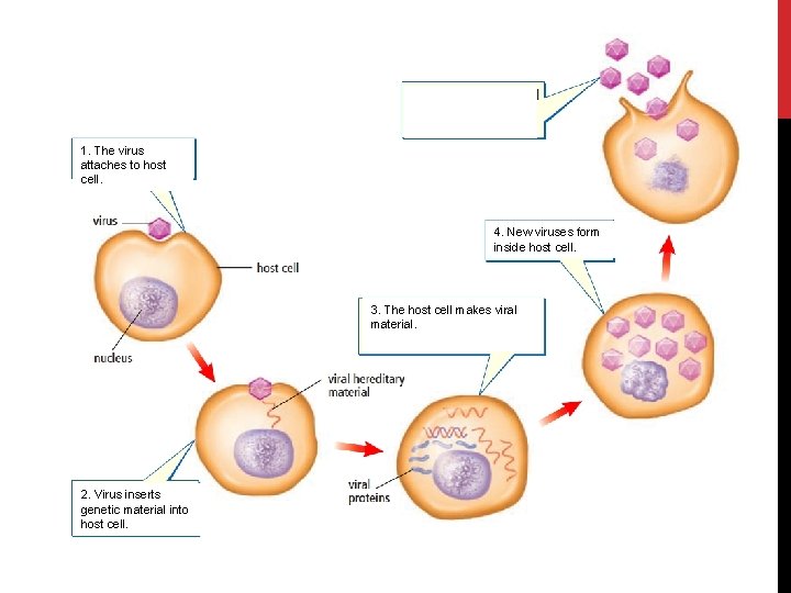 New viruses are released as host cell is destroyed. 1. The virus attaches to