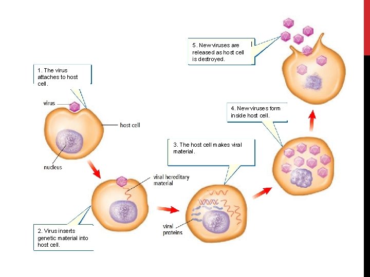 5. New viruses are released as host cell is destroyed. 1. The virus attaches