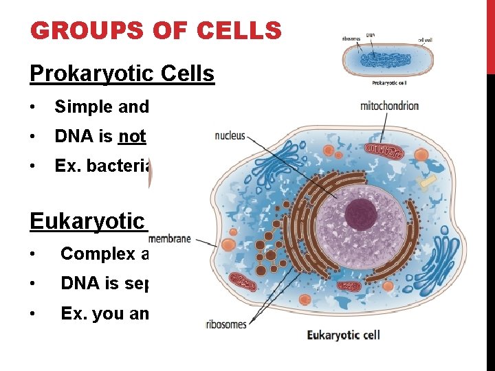 GROUPS OF CELLS Prokaryotic Cells • Simple and small cell • DNA is not