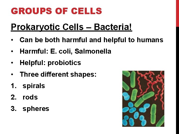 GROUPS OF CELLS Prokaryotic Cells – Bacteria! • Can be both harmful and helpful