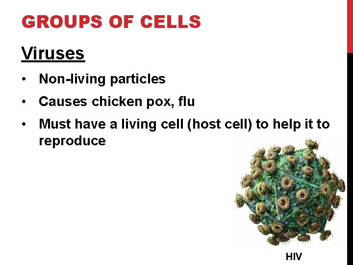 GROUPS OF CELLS Viruses • Non-living particles • Causes chicken pox, flu • Must