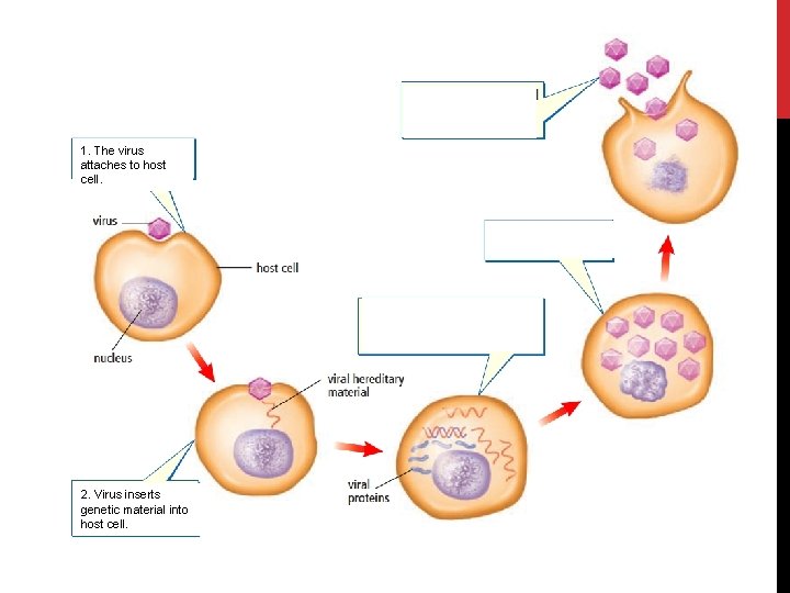 New viruses are released as host cell is destroyed. 1. The virus attaches to