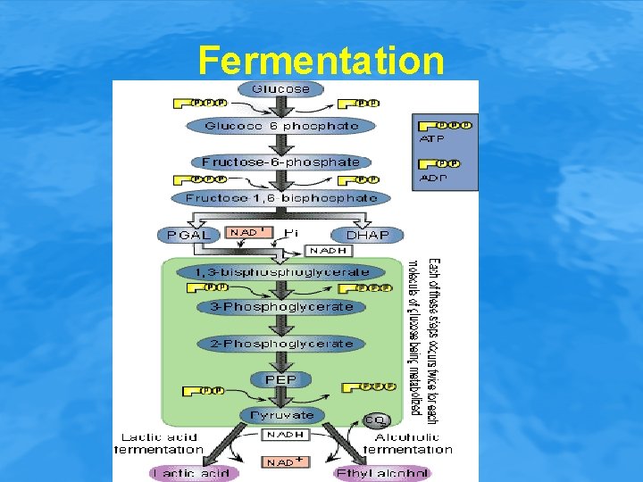 Fermentation 