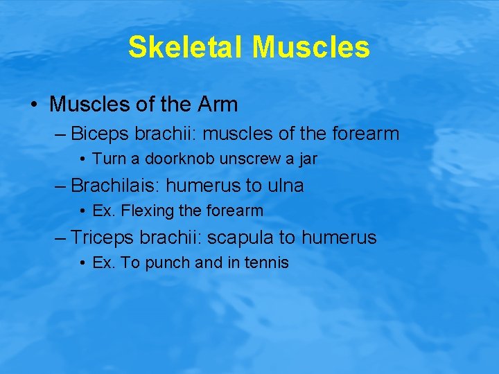 Skeletal Muscles • Muscles of the Arm – Biceps brachii: muscles of the forearm