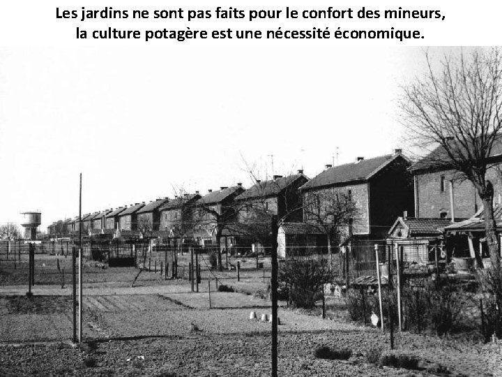 Les jardins ne sont pas faits pour le confort des mineurs, la culture potagère