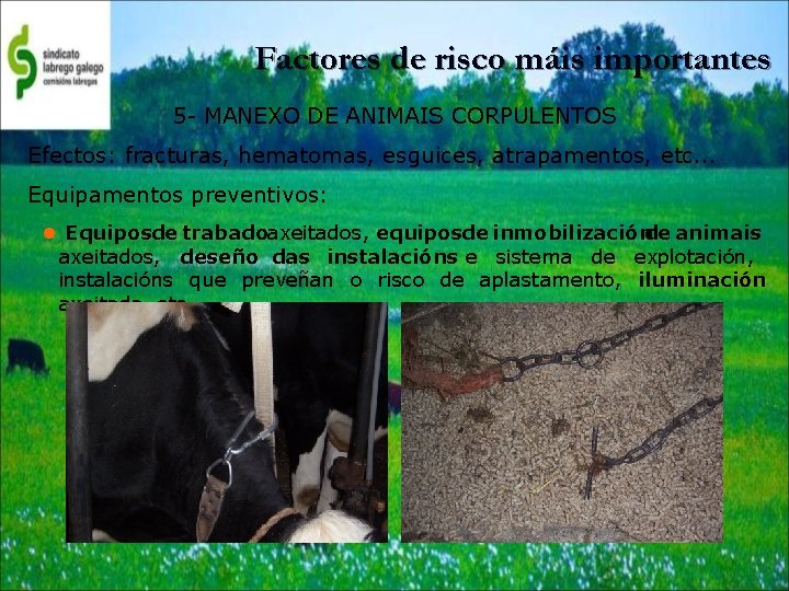 Factores de risco máis importantes 5 - MANEXO DE ANIMAIS CORPULENTOS Efectos: fracturas, hematomas,
