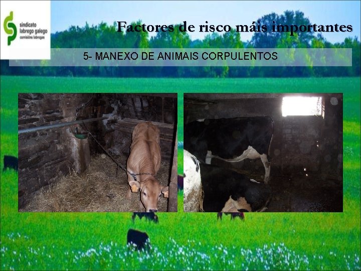 Factores de risco máis importantes 5 - MANEXO DE ANIMAIS CORPULENTOS 