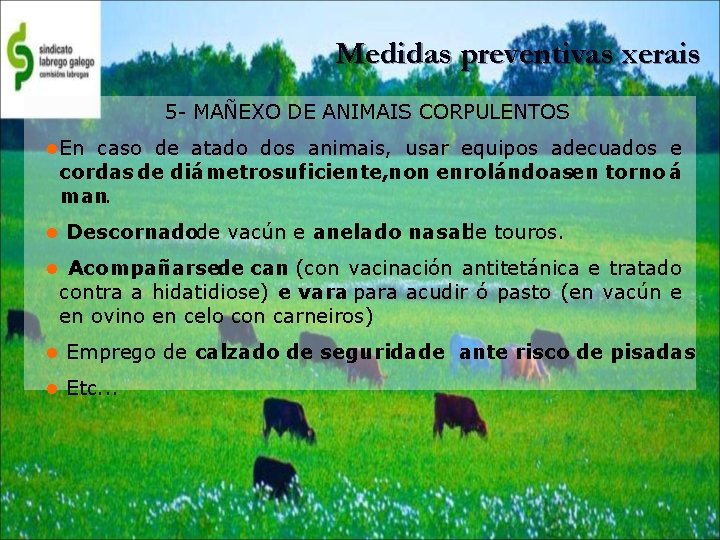 Medidas preventivas xerais 5 - MAÑEXO DE ANIMAIS CORPULENTOS En caso de atado dos