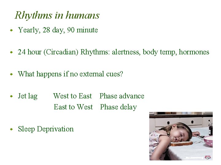 Rhythms in humans w Yearly, 28 day, 90 minute w 24 hour (Circadian) Rhythms: