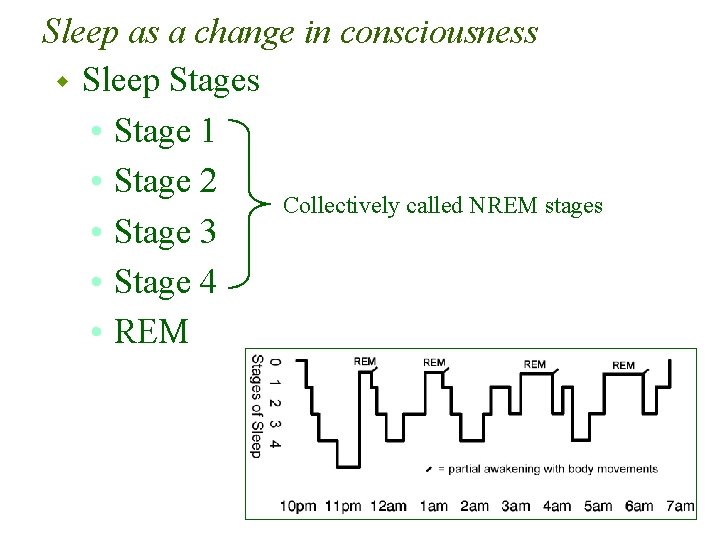 Sleep as a change in consciousness w Sleep Stages • Stage 1 • Stage