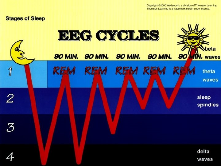 EEG Cycles 