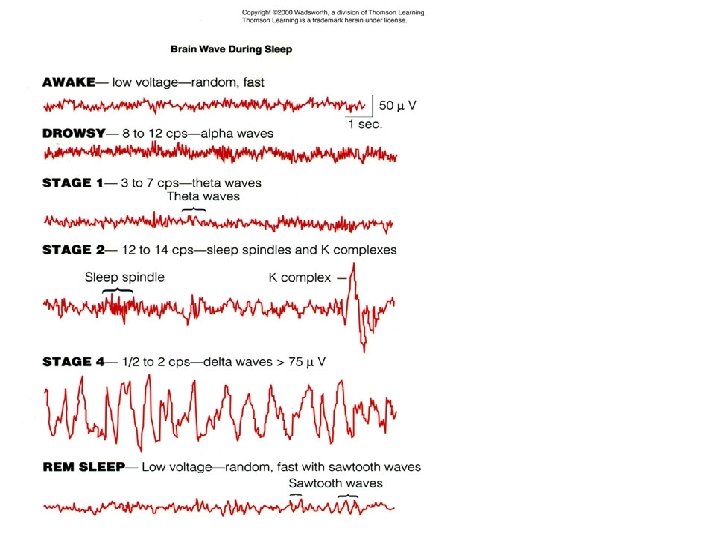 Brain Waves 