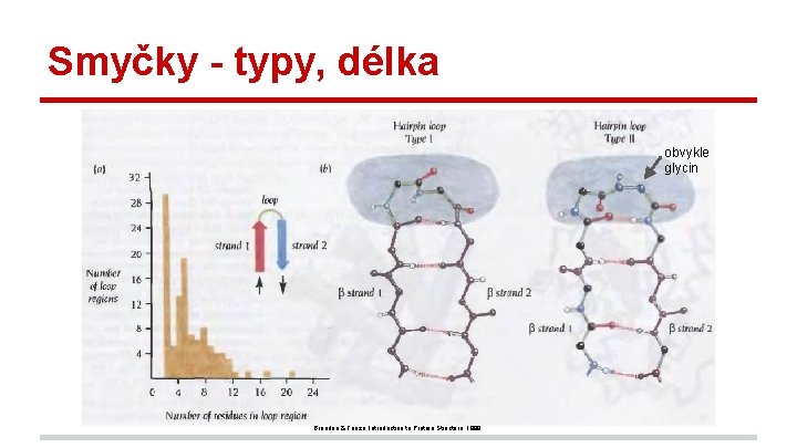 Smyčky - typy, délka obvykle glycin Branden & Tooze, Introduction to Protein Structure, 1999.