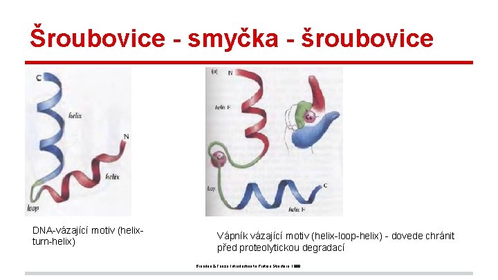 Šroubovice - smyčka - šroubovice DNA-vázající motiv (helixturn-helix) Vápník vázající motiv (helix-loop-helix) - dovede