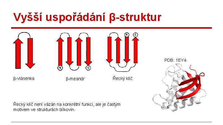 Vyšší uspořádání β-struktur PDB: 1 EY 4 β-vlásenka β-meandr Řecký klíč není vázán na