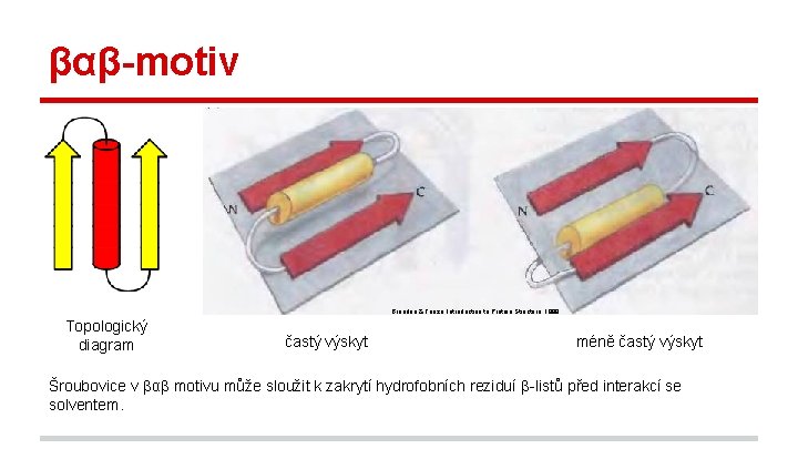 βαβ-motiv Branden & Tooze, Introduction to Protein Structure, 1999. Topologický diagram častý výskyt méně