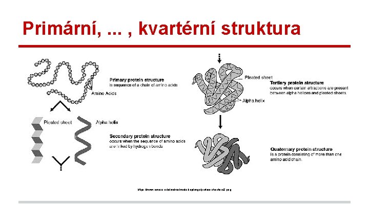 Primární, . . . , kvartérní struktura https: //www. umass. edu/molvis/workshop/imgs/protein-structure 2. png 