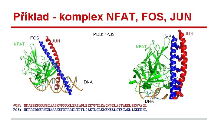 Příklad - komplex NFAT, FOS, JUN FOS NFAT PDB: 1 A 02 FOS JUN