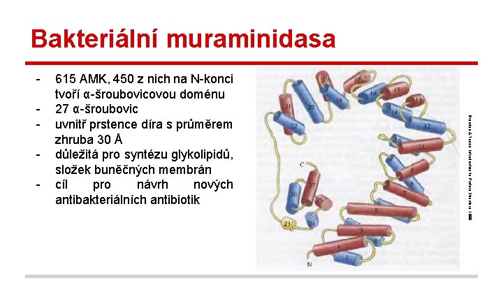 Bakteriální muraminidasa - - Branden & Tooze, Introduction to Protein Structure, 1999. - 615