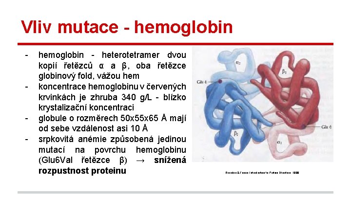 Vliv mutace - hemoglobin - heterotetramer dvou kopií řetězců α a β, oba řetězce