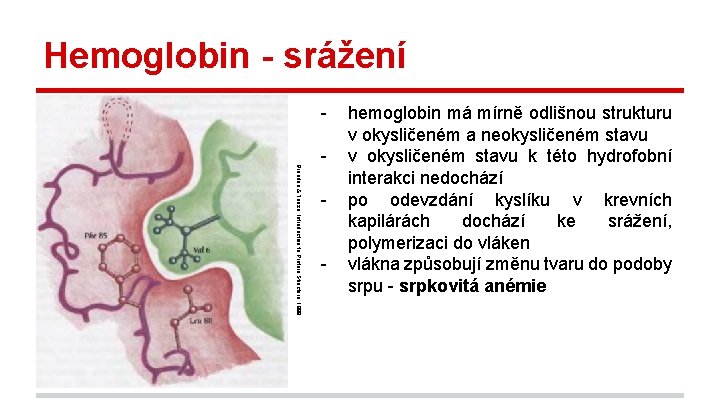 Hemoglobin - srážení Branden & Tooze, Introduction to Protein Structure, 1999. - hemoglobin má