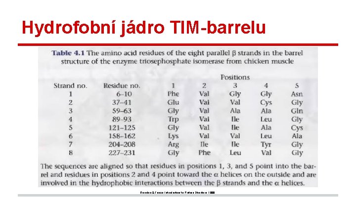 Hydrofobní jádro TIM-barrelu Branden & Tooze, Introduction to Protein Structure, 1999. 