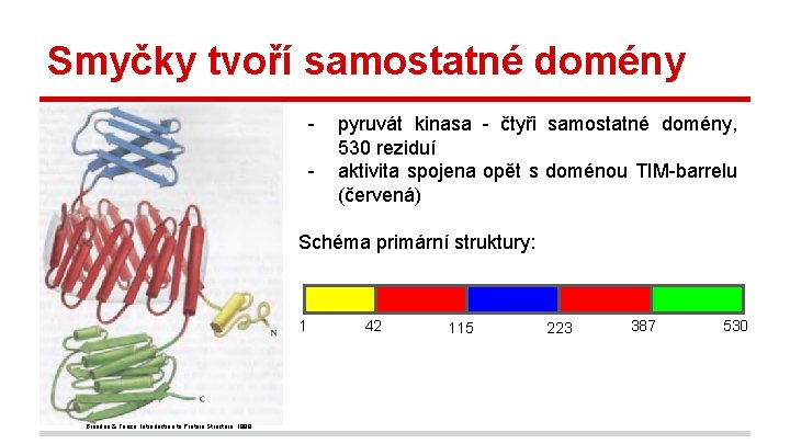 Smyčky tvoří samostatné domény - pyruvát kinasa - čtyři samostatné domény, 530 reziduí aktivita