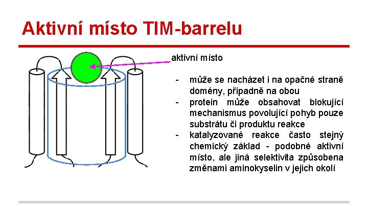 Aktivní místo TIM-barrelu aktivní místo - může se nacházet i na opačné straně domény,