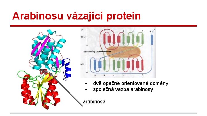 Arabinosu vázající protein - dvě opačně orientované domény společná vazba arabinosy arabinosa 