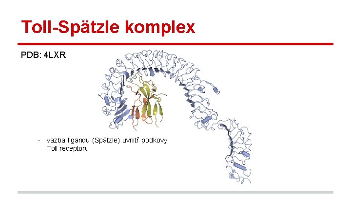 Toll-Spätzle komplex PDB: 4 LXR - vazba ligandu (Spätzle) uvnitř podkovy Toll receptoru 