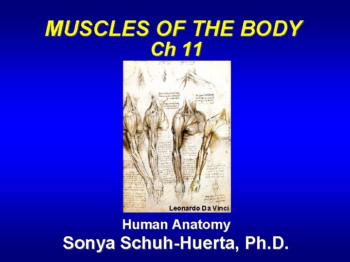 MUSCLES OF THE BODY Ch 11 Leonardo Da Vinci Human Anatomy Sonya Schuh-Huerta, Ph.