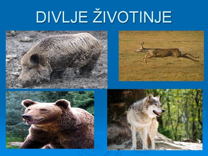 DIVLJE ŽIVOTINJE 