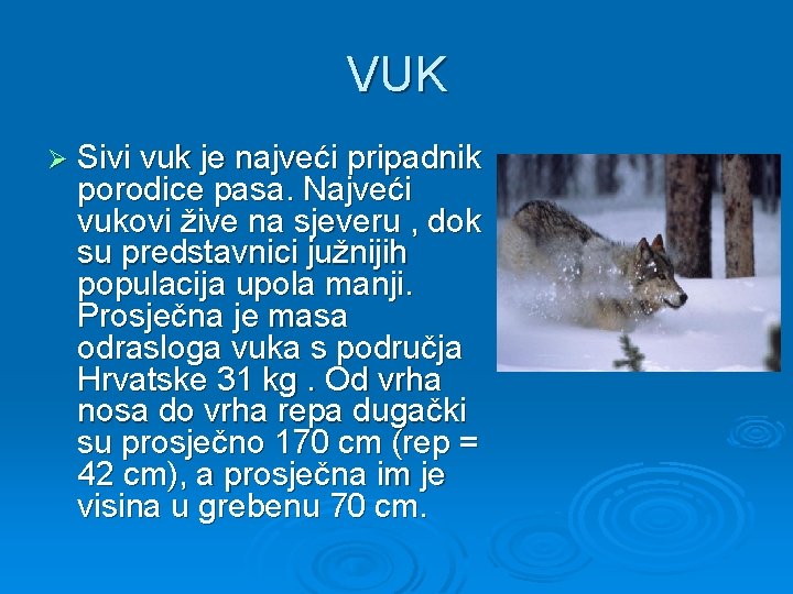 VUK Ø Sivi vuk je najveći pripadnik porodice pasa. Najveći vukovi žive na sjeveru