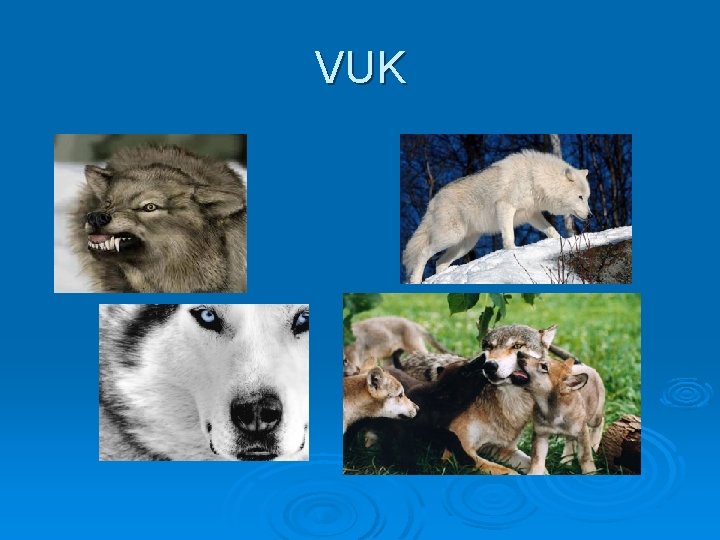 VUK VUK