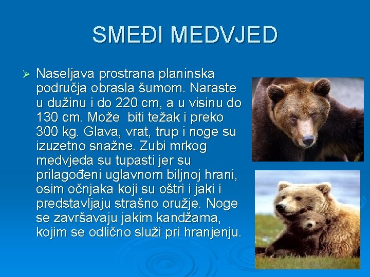 SMEĐI MEDVJED Ø Naseljava prostrana planinska područja obrasla šumom. Naraste u dužinu i do SMEĐI MEDVJED Ø Naseljava prostrana planinska područja obrasla šumom. Naraste u dužinu i do
