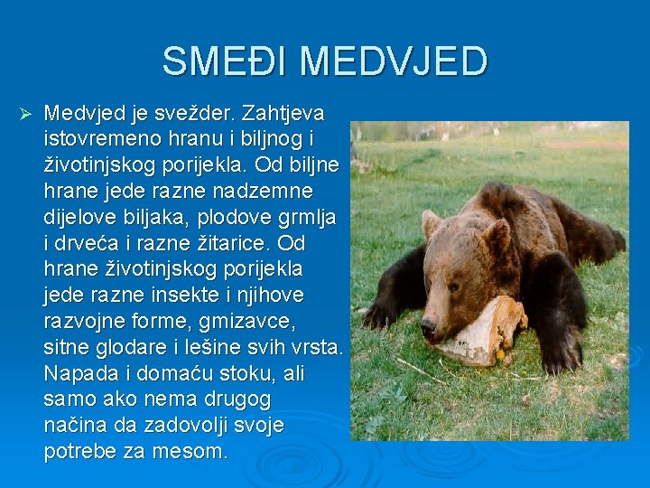 SMEĐI MEDVJED Ø Medvjed je svežder. Zahtjeva istovremeno hranu i biljnog i životinjskog porijekla.