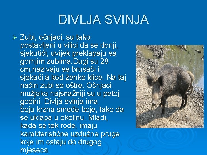 DIVLJA SVINJA Ø Zubi, očnjaci, su tako postavljeni u vilici da se donji, sjekutići,