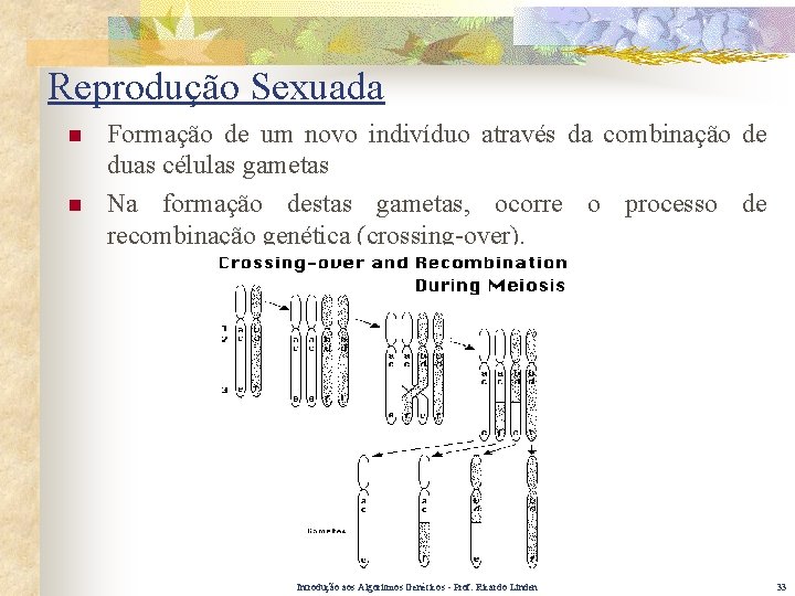 Reprodução Sexuada n n Formação de um novo indivíduo através da combinação de duas